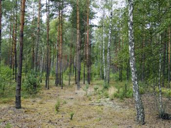 The mixed forest, birch and pine trees, beautiful wild nature landscape