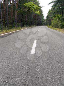 The asphalt road in a wild pine woods