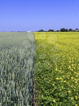 The beautiful wheat and rape field and clear blue sky, agriculture theme