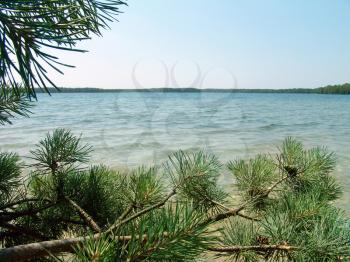 The beautiful wild nature landscape, lake in the pine woods
