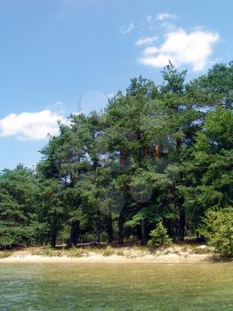 The beautiful wild nature landscape, lake beach in a pine woods