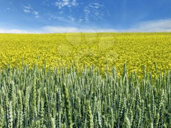 The beautiful rape and wheat field and clear blue sky, agriculture theme