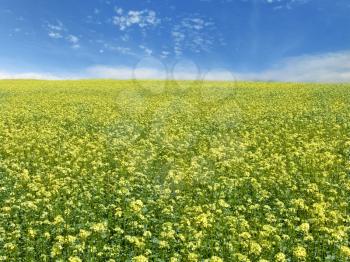 The beautiful rape field and clear blue sky, agriculture theme
