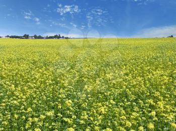 The beautiful rape field, farm and clear blue sky, agriculture theme