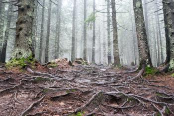 A lot of forest tree roots in the Carpathian Mountain