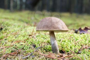 The brown-cap mushroom grow in the green moss wood, leccinum growing in the sun rays, close-up photo