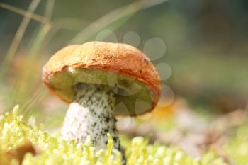 The Leccinum grow in the green moss forest, single mushroom growing in the sun rays, close-up photo