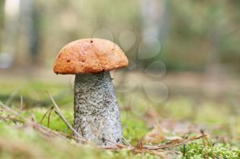 The orange-cap mushroom grow in the green moss birch wood, leccinum growing in forest, close-up photo
