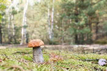 The Leccinum growing in forest, orange-cap mushroom grow in the green moss birch wood, close-up photo