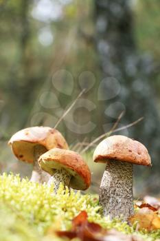 The three orange-cap mushrooms grow in the green moss birch wood, leccinum growing in the sun rays, close-up vertical photo