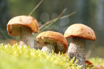 The three orange-cap mushrooms grow in the green moss, leccinum growing in forest, close-up photo