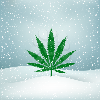 Growing cannabis hemp marijuana green leaf on white and blue snow Christmas background