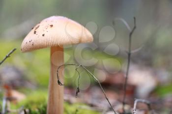 The beautiful inedible mushroom growing in the wood, close-up photo