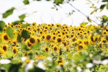 The field of sunflowers through a frame of trees branches