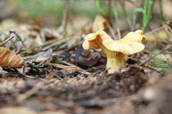 The beautiful chanterelle growing in the deciduous forest, close-up photo