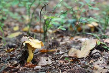 The beautiful chanterelle growing in the deciduous forest