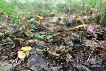 Growing many beautiful little chanterelles in the deciduous forest