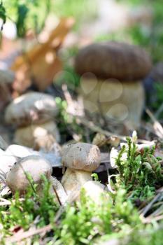 Many ceps grow in the green moss forest, boletus growing in the sun rays, close-up photo