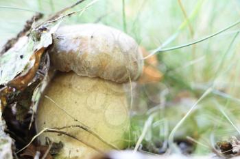 The little cep grow in the grass, boletus growing under the leaves in the deciduous forest, close-up photo