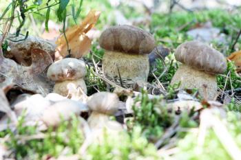 Many little ceps grow in the deciduous forest, close-up photo