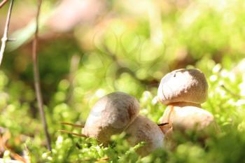 Three little ceps grow in the green moss, boletus growing in the sun rays, close-up photo