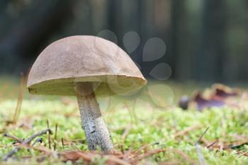 The leccinum grow in the green moss wood, mushroom growing in the sun rays, close-up photo