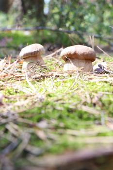 Growing two ceps in the forest, boletus in the sun rays, close-up vertical photo