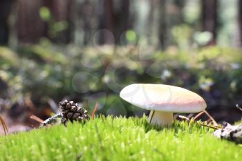 The beautiful fresh russula grow in green moss forest, close-up photo