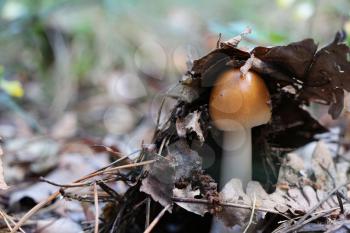 The young inedible mushroom growing under the leaves of trees in the wood, close-up photo