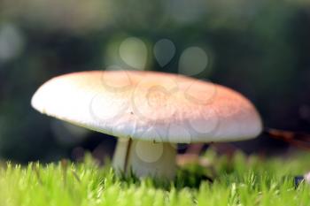 The beautiful fresh russula in the sun rays grow in green moss forest, close-up photo