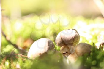 Three little ceps grow in the green moss in sun rays, close-up photo