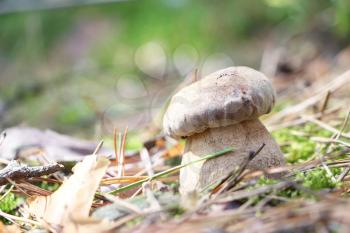 One little cep growing in the moss forest, close-up photo