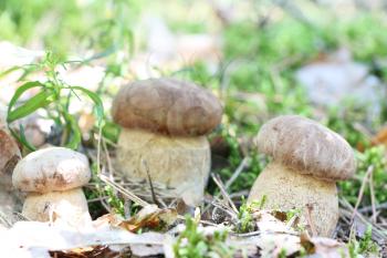 Three ceps grow in the green moss forest, boletus growing in the sun rays, close-up photo