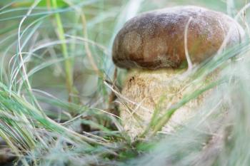 The big boletus grow in the grass, close-up photo