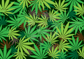 Cannabis hemp texture marijuana background texture. Green smoke hashish narcotic