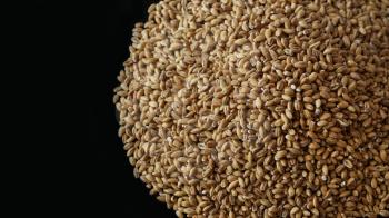Wholegrain of pearl barley or wheat spill on right black background. Agriculture food raw seed. Closeup macro photo