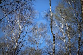 Birch trees grove on the clear blue sky background