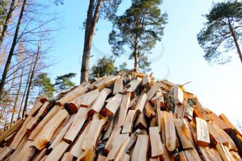 Pile of chopped pine firewood on blue sky and tree background