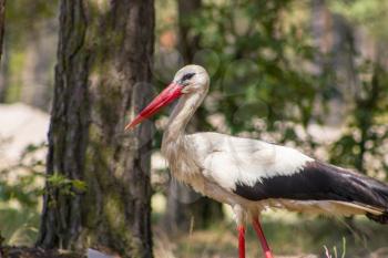Stork walking in forest and looking for food. Beautiful big bird in nature