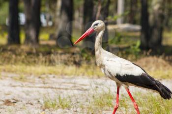 Stork walk and looks food. Beautiful big bird in nature