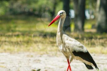 Stork with closed eyes in forest. Beautiful big bird in nature