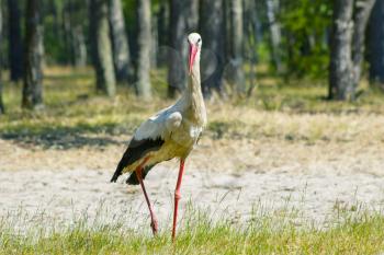 Walking stork in forest looks for food. Beautiful big bird in nature