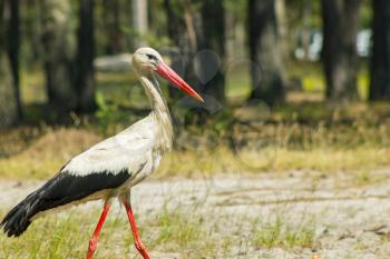 Walking stork look for food. Beautiful big bird in nature