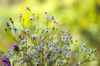 Field flowers chamomile and cornflower. Beautiful flower natural green background. Nature summer floral plants wallpaper