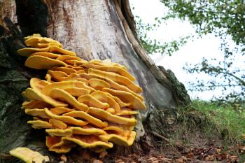 The beautiful inedible yellow parasite mushroom growing on tree, close-up photo. Death mushrooms grows on the bark