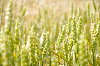 Green wheat field background. Agriculture cereal harvest growing in nature. Raw food plant