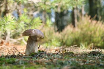 Boletus growth in sunny forest. White mushroom fungus grow in autumn wood. Beautiful edible cep