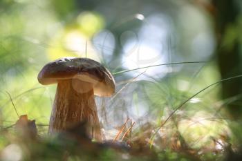 Large boletus growth in sunny grass and foliage wood. White mushroom fungus close-up grow in autumn forest. Beautiful edible cep silhouette