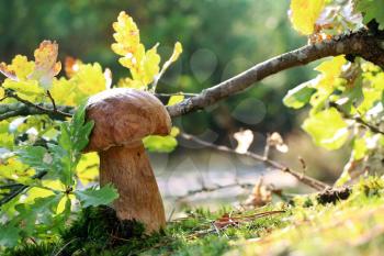 Royal boletus growth under oak leaf. White mushroom fungus grow in autumn wood. Beautiful edible cep