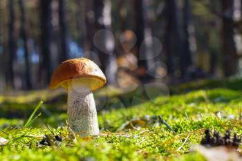Big mushroom grow in sunny moss. Leccinum growing in sun wood. Beautiful edible autumn raw bolete